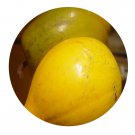 DwarfGiantFarm 200Pcs A Set Lucuma nervosa Seed Proqgf