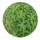 DwarfGiantFarm 200Pcs A Set Lippia citriodora Seed  Proqgf
