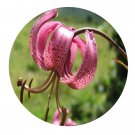 DwarfGiantFarm 200Pcs A Set Lilium martagon Seed  Proqgf