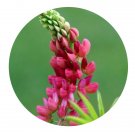 DwarfGiantFarm 200Pcs A Set Lupinus polyphyllus Lindl Seed   Proqgf