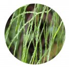 DwarfGiantFarm 200Pcs A Set Lycopodiastrum casuarinoides Seed    Proqgf