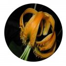 DwarfGiantFarm 200Pcs A Set Lilium rosthornii Diels Seed   Proqgf