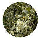 DwarfGiantFarm 200Pcs A Set Loropetalum chinensis Seed  Proqgf