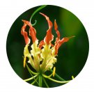 DwarfGiantFarm 200Pcs A Set Lovely Gloriosa Seed  Proqgf