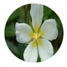 DwarfGiantFarm 200Pcs A Set Ludwigia adscendens Seed Proqgf