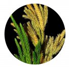 DwarfGiantFarm 200Pcs A Set Lycopodium obscurum f. strictum Seed Proqgf