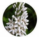 DwarfGiantFarm 200Pcs A Set Lysimachia barystachys Bge Seed Proqgf