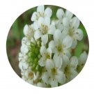 DwarfGiantFarm 200Pcs A Set Lysimachia candida Lindl. Seed  Proqgf