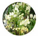 DwarfGiantFarm 200Pcs A Set Lysidice rhodostegia Hance Seed  Proqgf