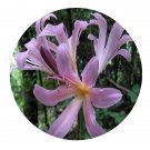 DwarfGiantFarm 200Pcs A Set Lycoris squamigera Maxim. Seed  Proqgf