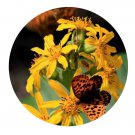 DwarfGiantFarm 200Pcs A Set Ligularia fischeri Seed  Proqgf