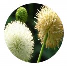 DwarfGiantFarm 200Pcs A Set Leucaena leucocephala Seed  Proqgf