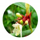 DwarfGiantFarm 200Pcs A Set Leycesteria formosa Seed  Proqgf