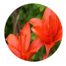 DwarfGiantFarm 200Pcs A Set Lilium brownii var. viridulum Seed  Proqgf