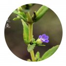 DwarfGiantFarm 200Pcs A Set Limnophila connata Seed  Proqgf