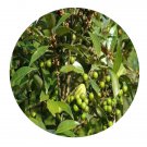 DwarfGiantFarm 200Pcs A Set Lindera communis Hemsl Seed  Proqgf