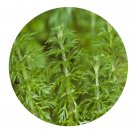 DwarfGiantFarm 200Pcs A Set Limnophila sessiliflora Seed  Proqgf
