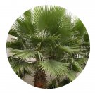 DwarfGiantFarm 200Pcs A Set Livistona chinensis Seed   Proqgf