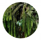 DwarfGiantFarm 200Pcs A Set Lycopodium squarrosum Seed   Proqgf
