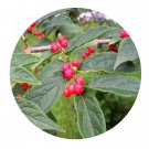 DwarfGiantFarm 200Pcs A Set Lonicera ruprechtiana Seed    Proqgf