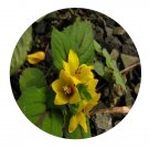 DwarfGiantFarm 200Pcs A Set Lysimachia congestiflora Seed   Proqgf