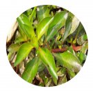 DwarfGiantFarm 200Pcs A Set Ludwigia ovalis Seed  Proqgf