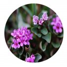 DwarfGiantFarm 200Pcs A Set Lysimachia pumila Seed Proqgf
