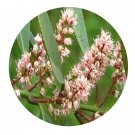 DwarfGiantFarm 200Pcs A Set Itea yangchunensis Jin Seed Proqgf