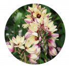DwarfGiantFarm 200Pcs A Set Ixiamaculata Seed  Proqgf