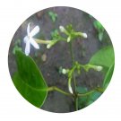 DwarfGiantFarm 200Pcs A Set Jasminum lanceolarium Seed  Proqgf