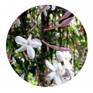 DwarfGiantFarm 200Pcs A Set Jasminum officinale Seed   Proqgf