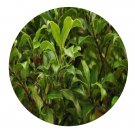 DwarfGiantFarm 200Pcs A Set Itea glutinosa Hand Seed   Proqgf