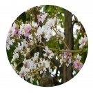 DwarfGiantFarm 200Pcs A Set Lagerstroemia siamica Seed Proqgf