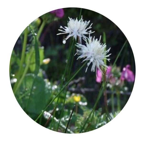 DwarfGiantFarm 200Pcs A Set Juncus allioides Franch Seed Proqgf