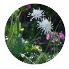 DwarfGiantFarm 200Pcs A Set Juncus allioides Franch Seed Proqgf