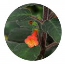 DwarfGiantFarm 200Pcs A Set Kohleria bogotensis Seed Proqgf