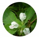 DwarfGiantFarm 200Pcs A Set Lamium barbatum Sieb. et Zucc Seed  Proqgf