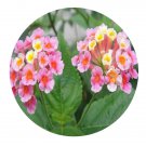 DwarfGiantFarm 200Pcs A Set Lantana camara Seed Proqgf