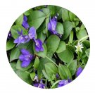 DwarfGiantFarm 200Pcs A Set Lancea tibetica  Seed  Proqgf