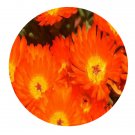 DwarfGiantFarm 200Pcs A Set Lampran thusspectabilis Seed  Proqgf