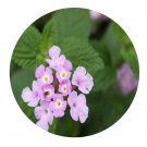 DwarfGiantFarm 200Pcs A Set Lantana montevidensis Seed   Proqgf