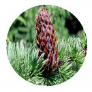 DwarfGiantFarm 200Pcs A Set Larix chinensis Beissn Seed   Proqgf