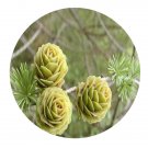 DwarfGiantFarm 200Pcs A Set Larix principis rupprechtii Seed   Proqgf