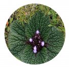 DwarfGiantFarm 200Pcs A Set Lamiophlomis rotata Seed   Proqgf