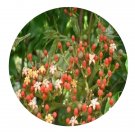 DwarfGiantFarm 200Pcs A Set Leea guineensis Seed  Proqgf