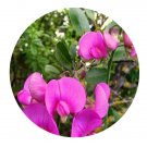DwarfGiantFarm 200Pcs A Set Lathyrus latifolius Linn. Seed   Proqgf