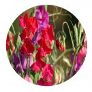 DwarfGiantFarm 200Pcs A Set Lathyrus odoratus  Seed Proqgf