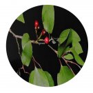 DwarfGiantFarm 200Pcs A Set Lauraceae. obtusiloba Bl Seed Proqgf