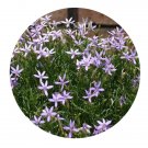 DwarfGiantFarm 200Pcs A Set Laurentia axillaris Seed Proqgf
