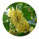 DwarfGiantFarm 200Pcs A Set Laurus nobilis Seed Proqgf